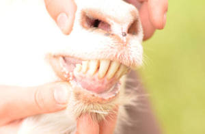 Проверяем зубы козы