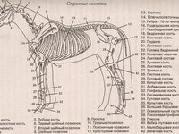 Как устроен скелет лошади