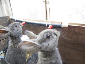Ниппельная поилка для кроликов
