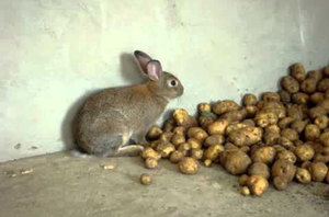 Нюансы кормления кроликов картофелем