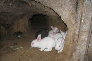 Стоит ли выращивать кроликов в яме