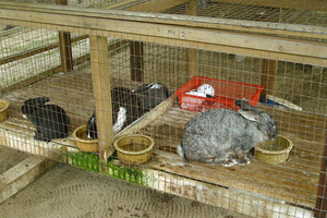 Особенности разведения кроликов в домашних условиях