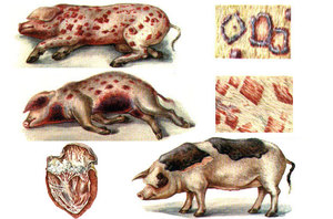 Чем могут болеть свиньи