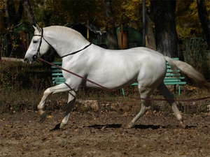 Порода лошадей Орловская