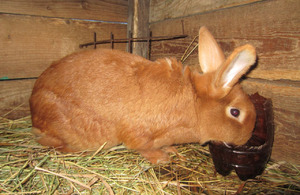  мясные породы кроликов фото