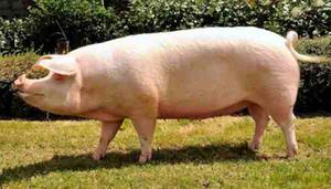 Описание породы свиней