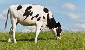 Порода чёрно-пёстрых коров на Урале фото