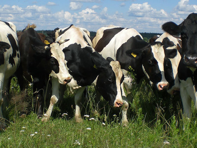 Стадо черно-пёстрых коров фото