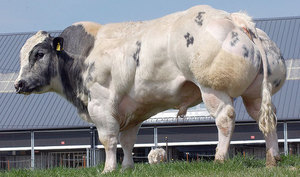 Голубая бельгийская корова