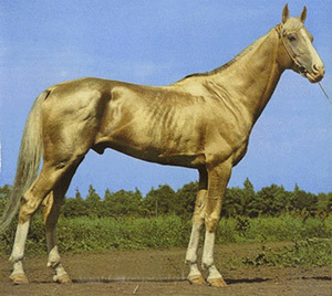 Внешний вид каурой лошади