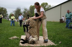 Преимущества применения машинок для стрижки овец