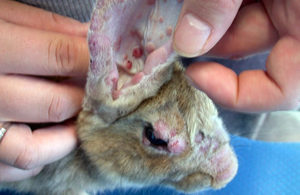 Какими заболеваниями могут болеть кролики