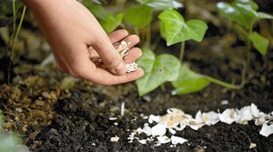 Советы по удобрению почвы яичной скорлупой