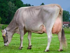Питание швицкой породы коров фото