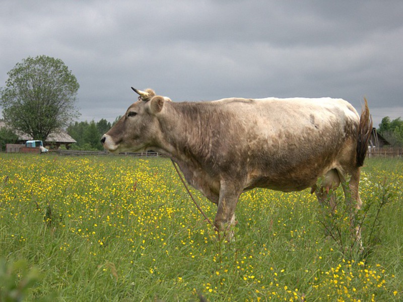 Костромская разновидность коров на лугу фото