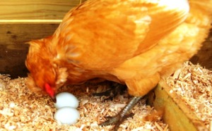 Почему курица клюет свои яйца