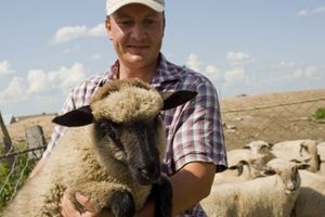 Советы опытных овцеводов для начинающих