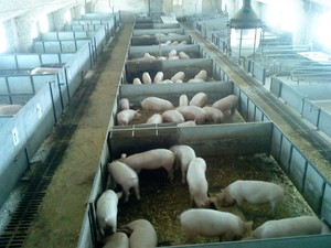Разведение свиней как бизнес  фото