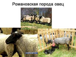 Правила ухода за овцами