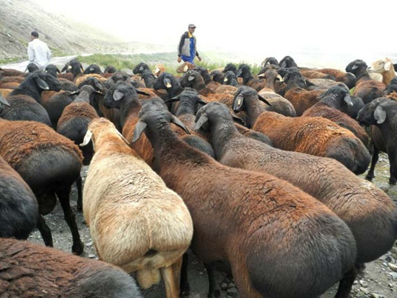 Стадо овец гиссарской породы фото