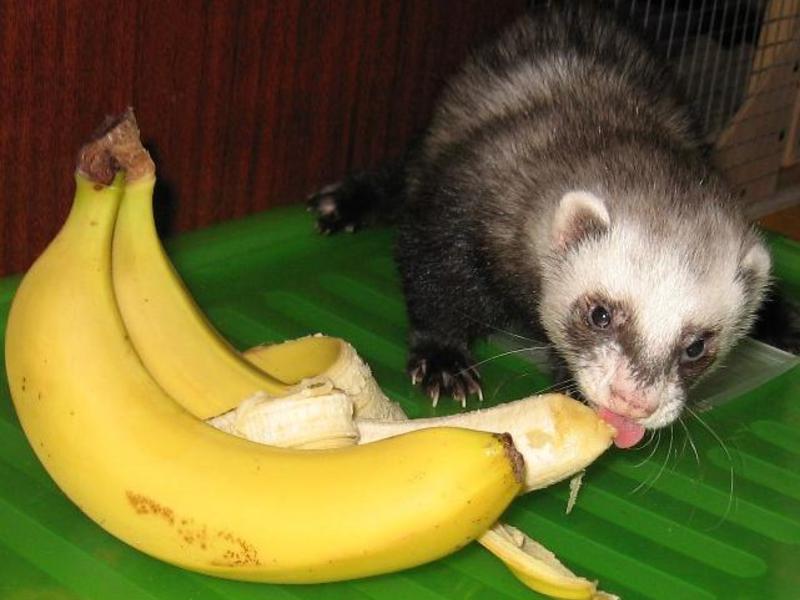 Хорек ест банан фото