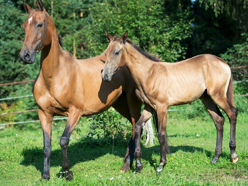 Внешний вид буланой ахалтекинской лошади
