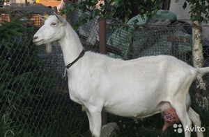 Зааненская коза 