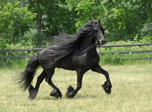 Чёрная жемчужина Фрисландии — фризская порода лошадей фото