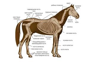 Строение тела лошади