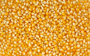 Польза кукурузы для фазанов