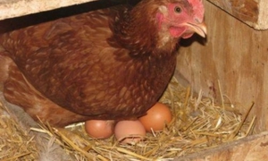 Процесс высиживания яиц курицей-наседкой