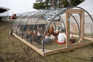 Выращиание домашних кур