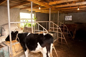 Необходимость строительства сарая для коров