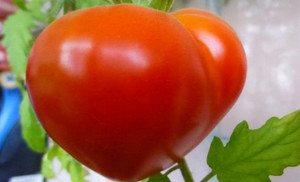 Как вырастить томаты буденовка