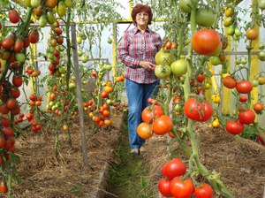 Удобрения для помидоров