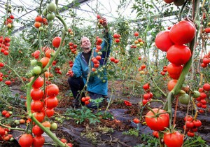 Чем удобрять помидоры