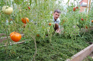 Описание органических материалов для мульчирования томатов