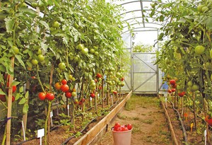 Как ппосадить помидоры с теплице