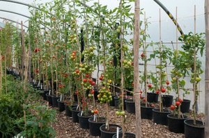 Техника выращивания помидоров
