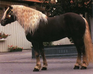 Характеристика породы лошади