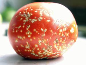 Бактериальное заболевание томатов
