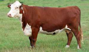 Герефордская корова внешний вид