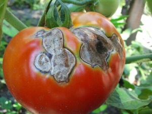Серая гниль-болезни томатов