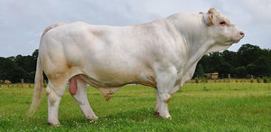 Шаролезская мясная порода коров  