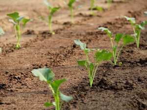 Подготовка почвы для выращивания цветной капусты