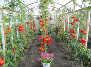Как ухаживать за рассадой помидоров