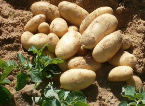 Описание особенностей сорта тулеевского картофеля