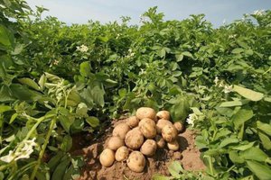 Свойства и характеристика тулеевского картофеля