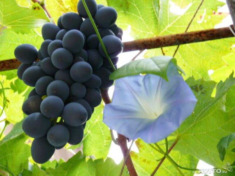 Как посадить виноград молдова