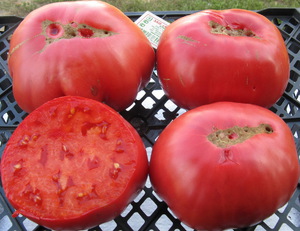 Вредители томатов сорта Розовый гигант